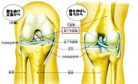 正常な膝